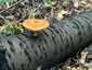 Narancsos csengettyűgomba (Pluteus variabilicolor), Budai-hegység